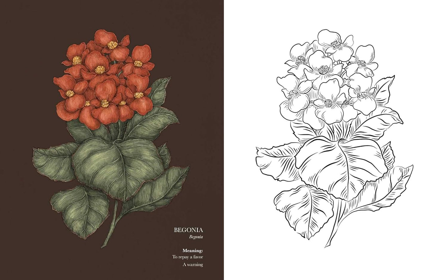 Floriography Colouring Book