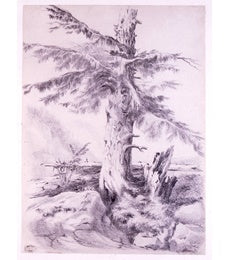Poster: Study of a fir tree