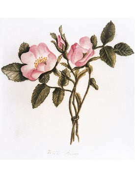 Poster: Wild Roses from Nature