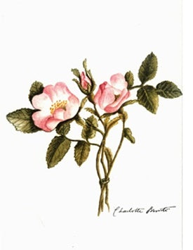 Botanicals: Wild Rose A6 Small Journal