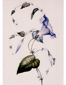 Botanicals: Blue Convolvulus Greetings Card