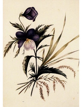 Botanicals: Heartsease Greetings Card