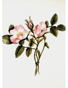 Botanicals: Wild Roses Greetings Card